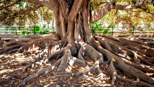 A tree with large, strong roots