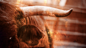 Close-up image of a bull's horn and ear