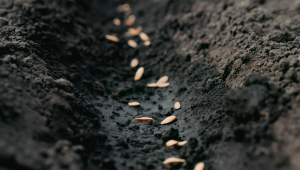 A row of soil with light brown seeds being planted