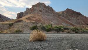 A tumbleweed in front of a tall mountain