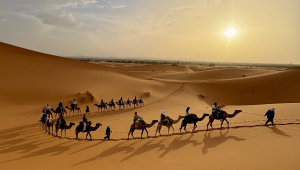 A line of camels with riders crossing a desert