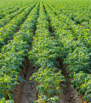 A field of plants growing on a farm