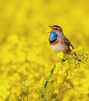 A brown and blue bird singing in a field of yellow flowers
