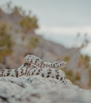 A gray-and-brown striped snake coiled on a hill