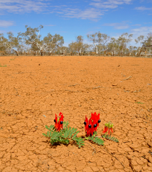 Red-and-black plants blooming out of dry, cracked soil