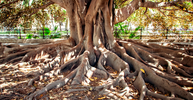 A tree with large, strong roots