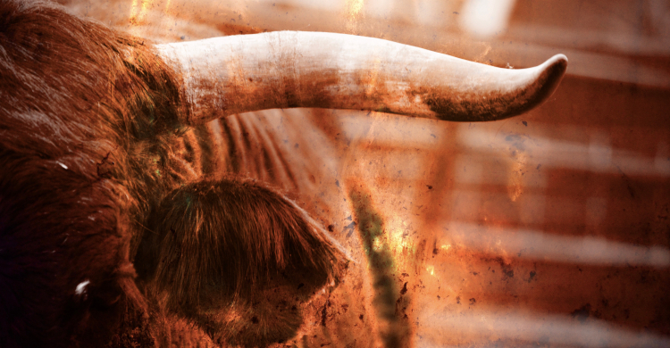 Close-up image of a bull's horn and ear