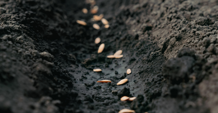 A row of soil with light brown seeds being planted