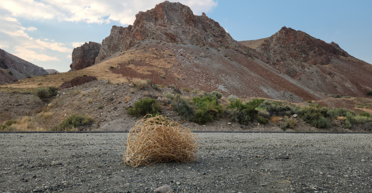 A tumbleweed in front of a tall mountain